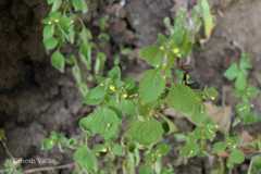 Lindenbergia indica
